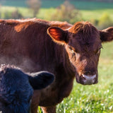 Happy Holstein Swedish Cloth