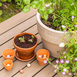 Egg Carton “It's Spring” – 6 Wildflower Seed Bombs Gift